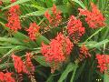 Lucifer Montbretia / Crocosmia 